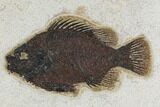 Framed Fossil Fish (Cockerellites) - Wyoming #129136-1